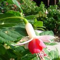 Fuchsia x 'Delta's Prelude'